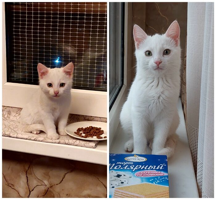 Cat Glow-Ups That Will Totally Melt Your Heart