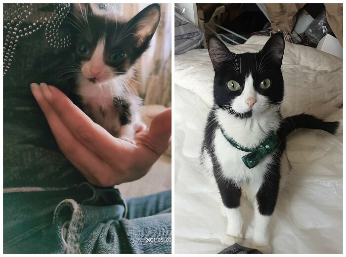 Cat Glow-Ups That Will Totally Melt Your Heart