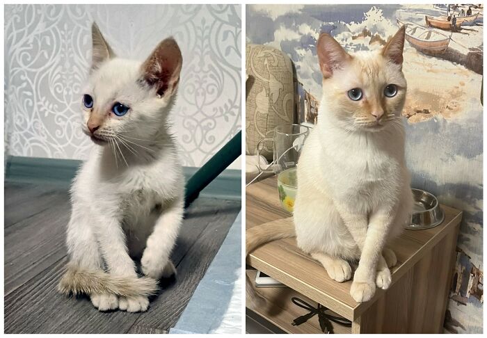 Cat Glow-Ups That Will Totally Melt Your Heart