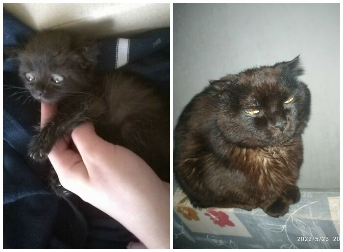 Cat Glow-Ups That Will Totally Melt Your Heart