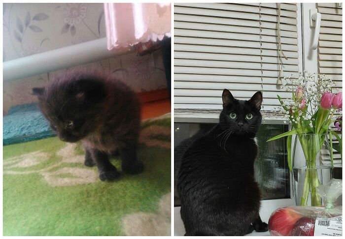 Cat Glow-Ups That Will Totally Melt Your Heart