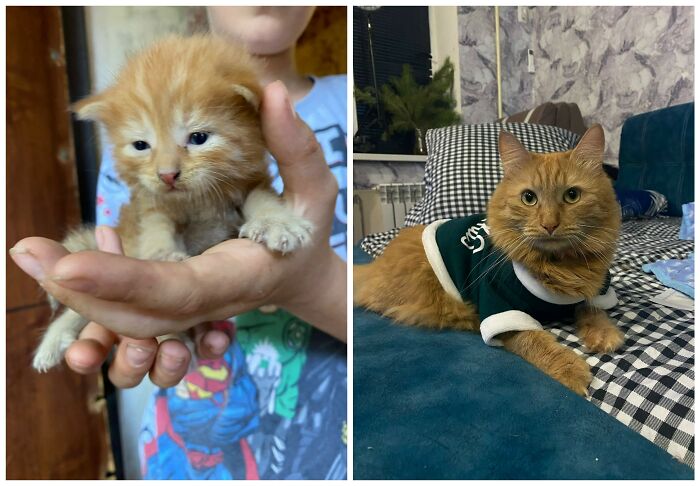Cat Glow-Ups That Will Totally Melt Your Heart