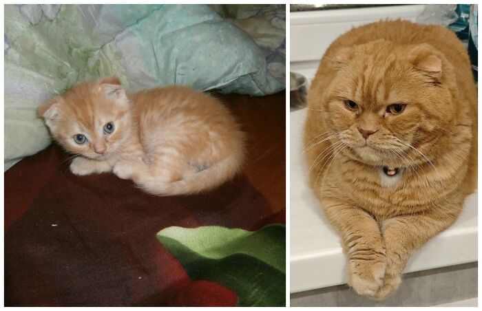 Cat Glow-Ups That Will Totally Melt Your Heart