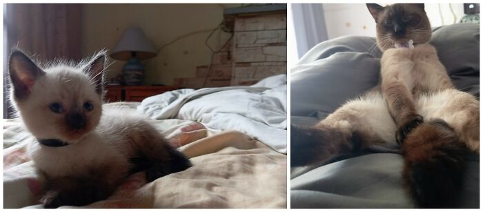 Cat Glow-Ups That Will Totally Melt Your Heart