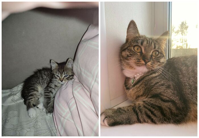 Cat Glow-Ups That Will Totally Melt Your Heart