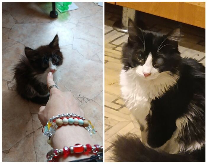 Cat Glow-Ups That Will Totally Melt Your Heart