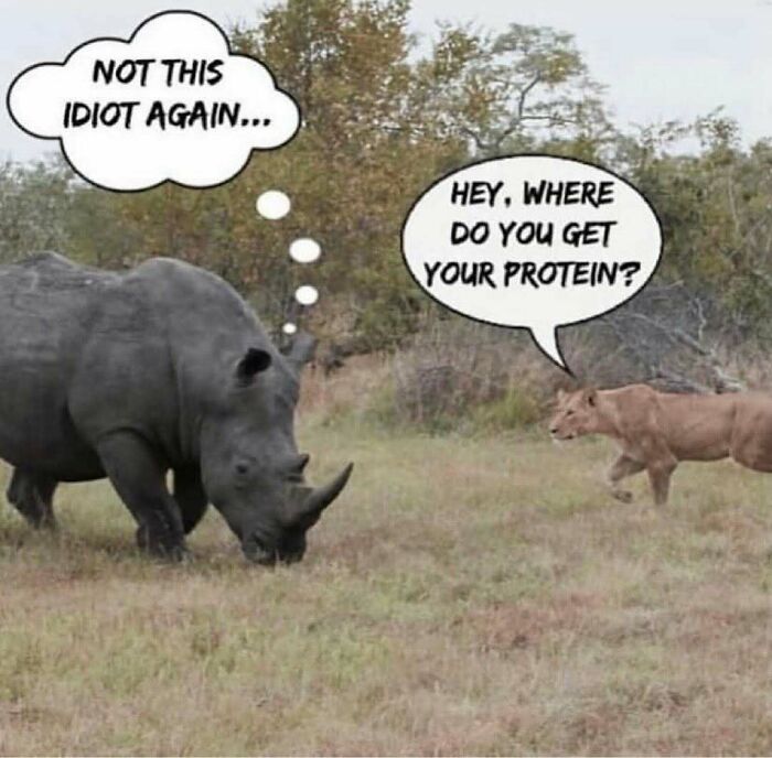 Let's Giggle at These Hilarious Vegan Memes That Nail The Struggle