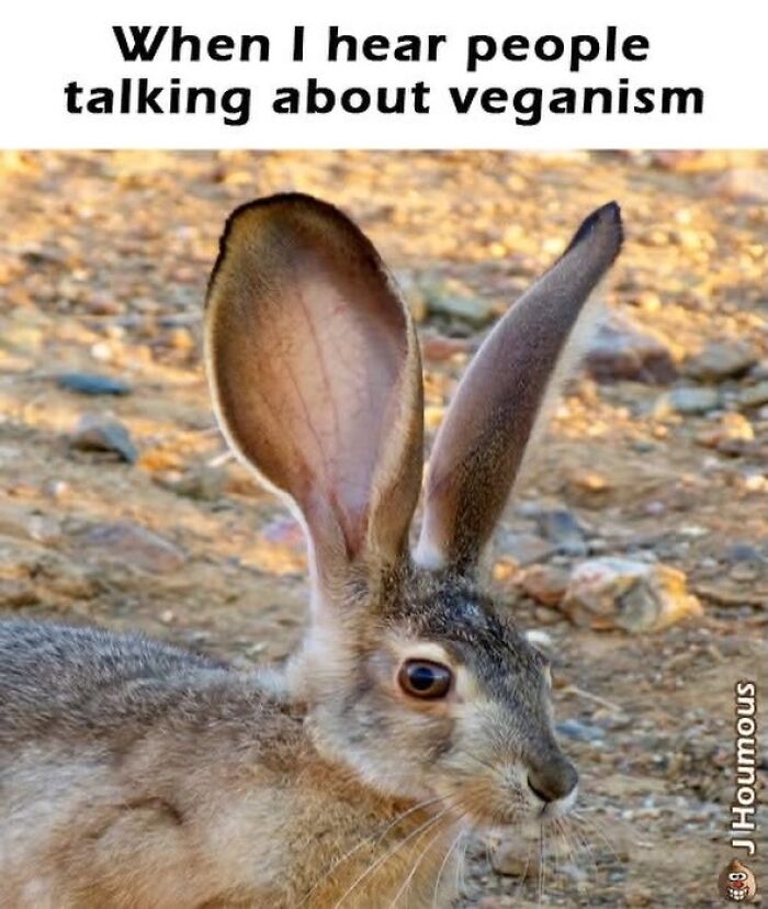 Let's Giggle at These Hilarious Vegan Memes That Nail The Struggle