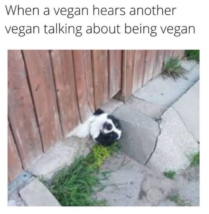 Let's Giggle at These Hilarious Vegan Memes That Nail The Struggle