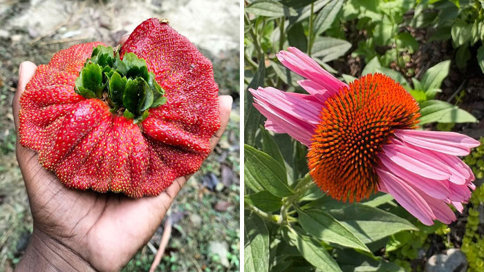 Plants Gone Wild: 100 Times Nature Just Couldn’t Keep It Together