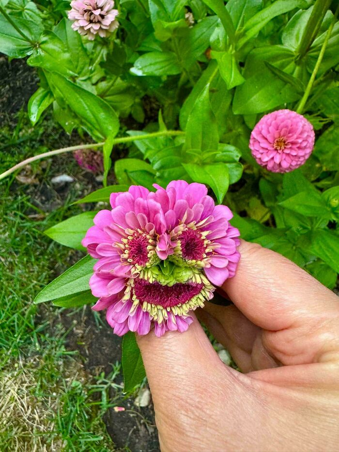 This Flower Is Definitely Not Your Average Bloom