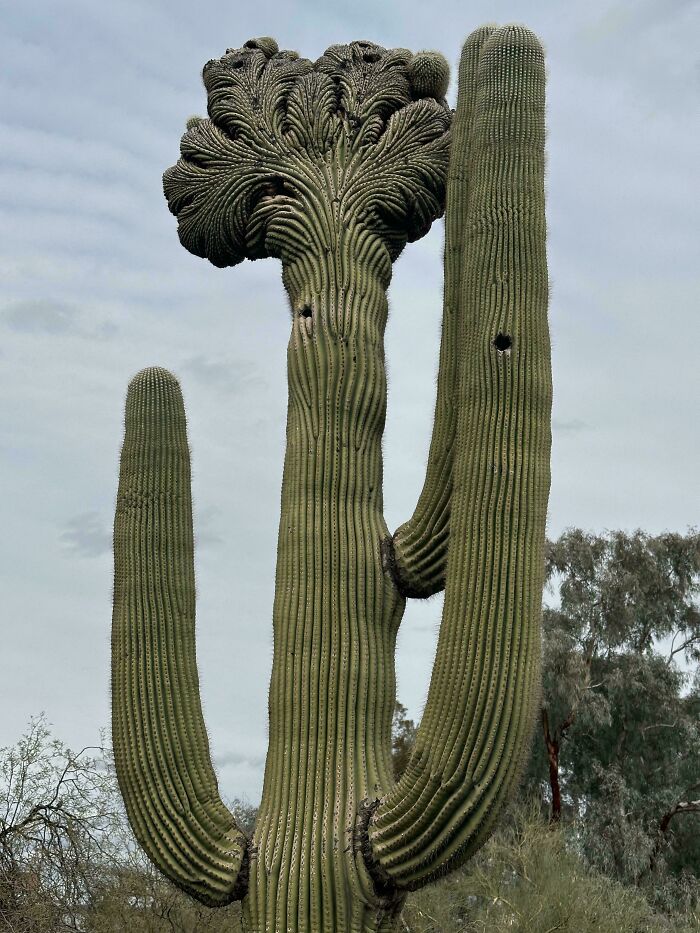 The Mother of All Plant Mutations