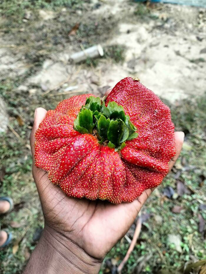 Strawberry or Alien Creature? You Decide