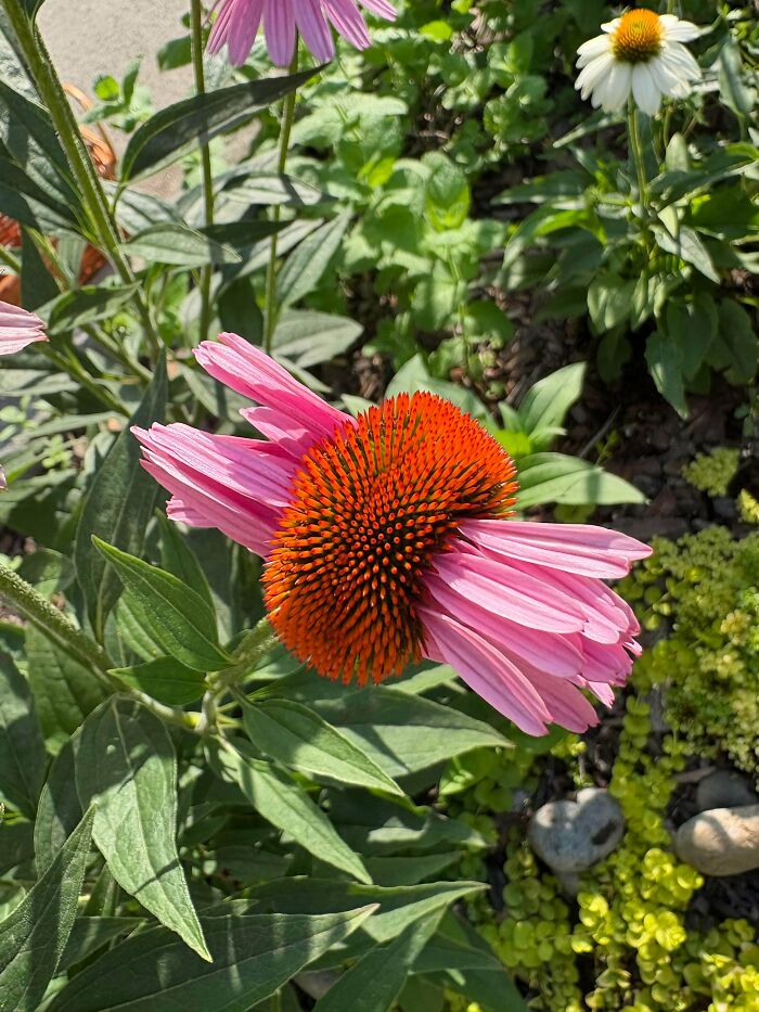 Coneflowers That Look Like AI Went Rogue