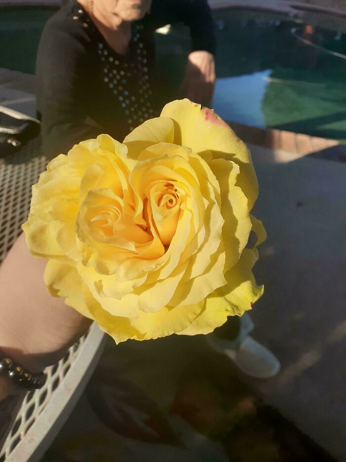 Double Trouble Rose: Two Centers, One Flower