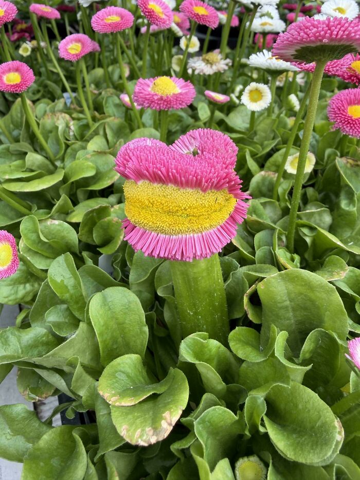 Found This Gem at the Local Plant Shop