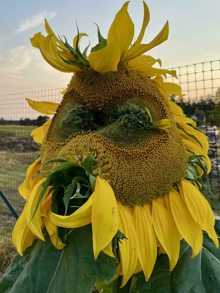 The Mongolian Giant Sunflower — Not Just a Name, It’s Massive