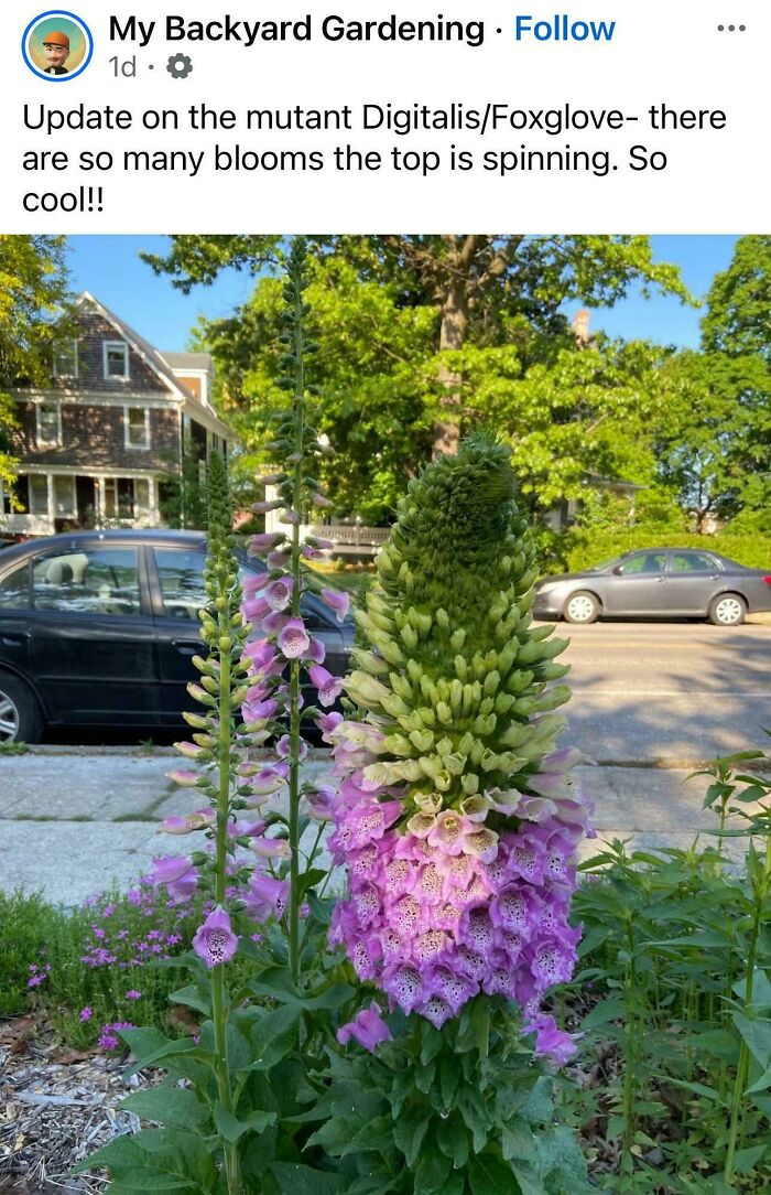 When Foxglove Decides to Go Extra Large