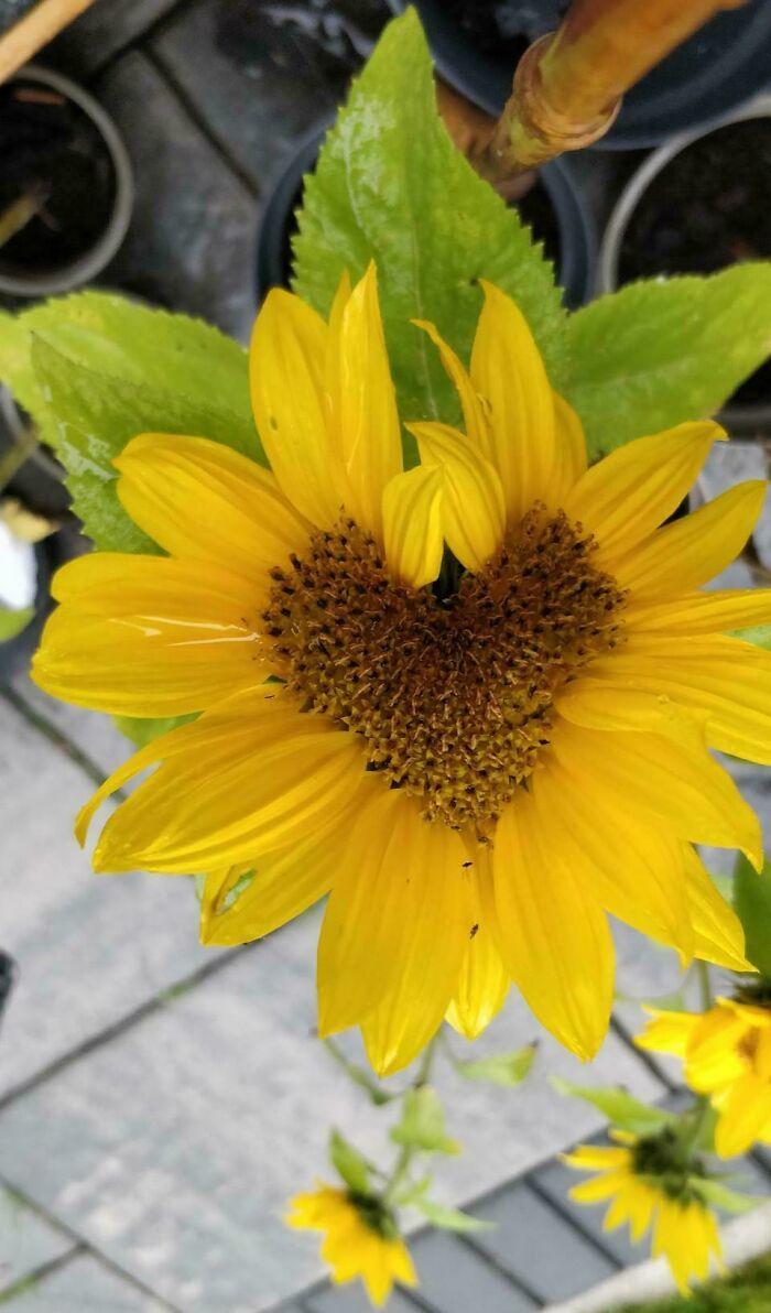 A Flower Shaped Like a Heart? Romance Level: 1000