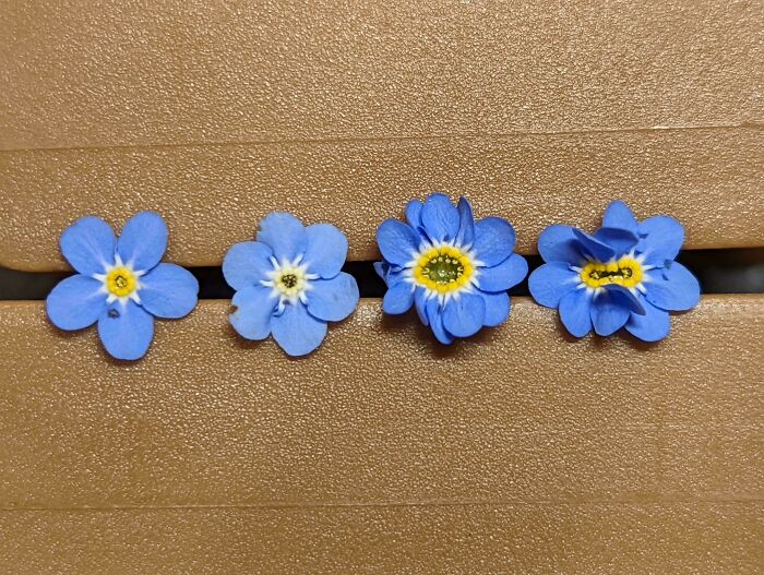 Forget-Me-Nots, But Make It a Party