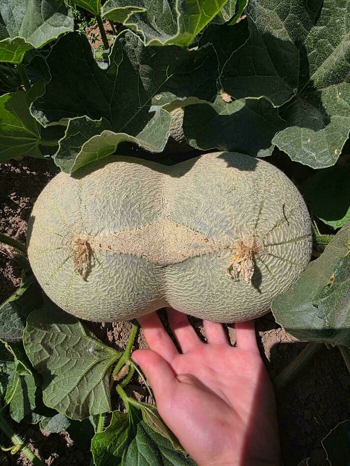 Plants Gone Wild: 100 Times Nature Just Couldn't Keep It Together