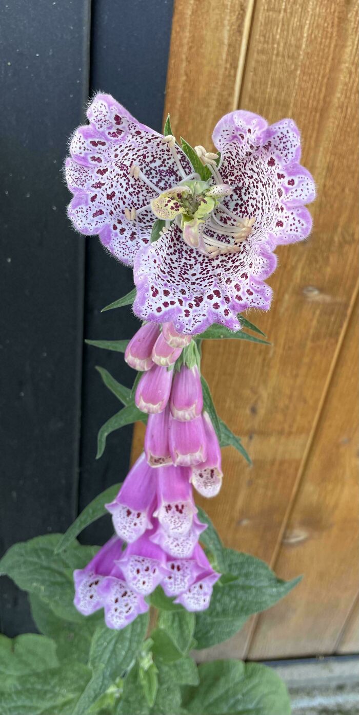 Plants Gone Wild: 100 Times Nature Just Couldn't Keep It Together