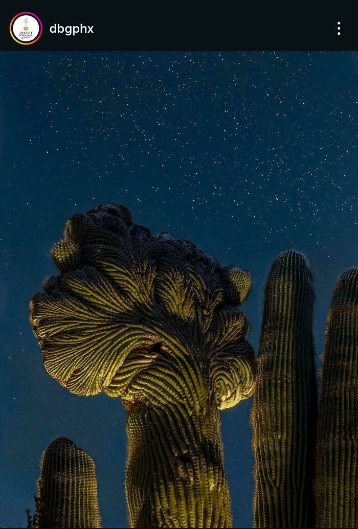 Plants Gone Wild: 100 Times Nature Just Couldn't Keep It Together