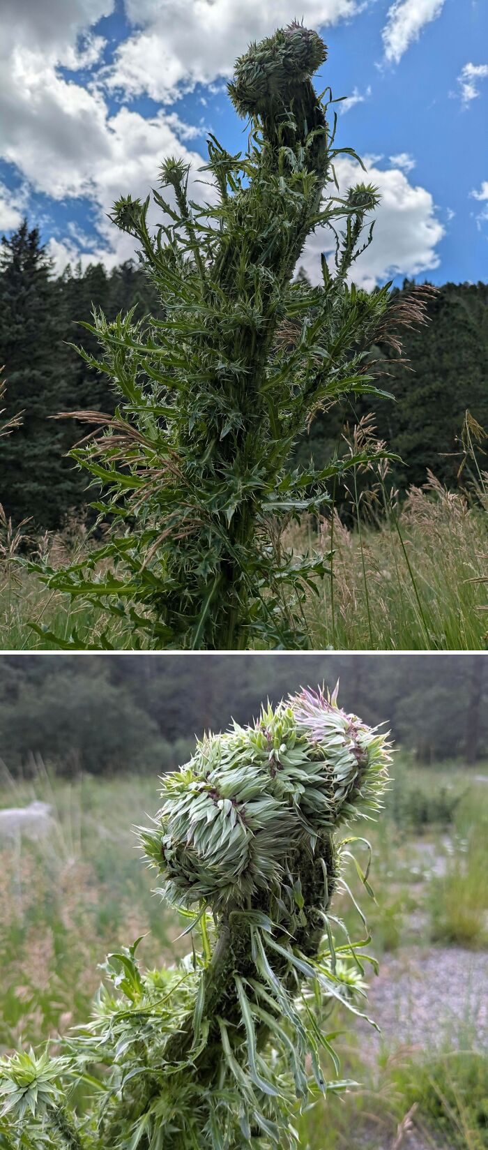 Plants Gone Wild: 100 Times Nature Just Couldn't Keep It Together