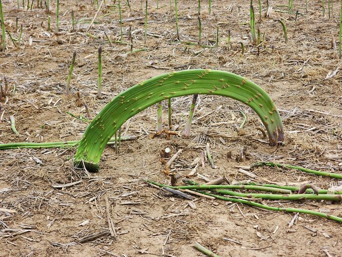 Plants Gone Wild: 100 Times Nature Just Couldn't Keep It Together