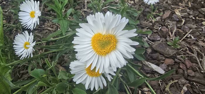 Plants Gone Wild: 100 Times Nature Just Couldn't Keep It Together