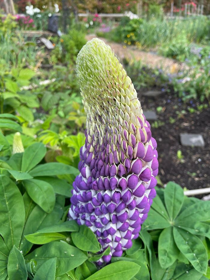 Plants Gone Wild: 100 Times Nature Just Couldn't Keep It Together