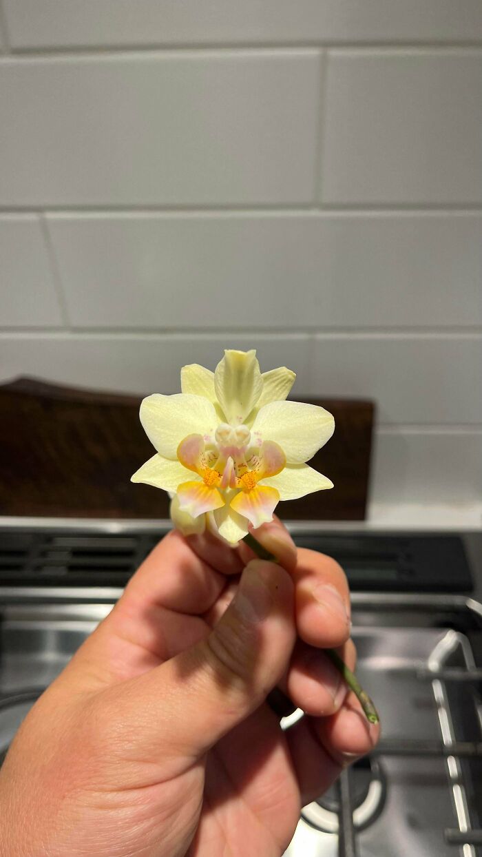 Plants Gone Wild: 100 Times Nature Just Couldn't Keep It Together