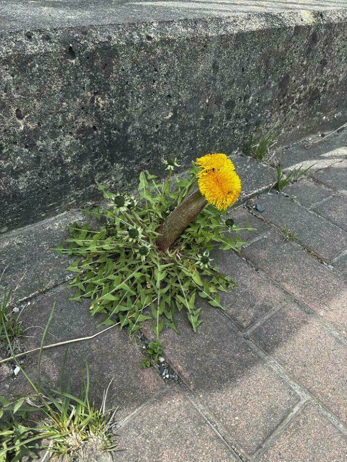 Plants Gone Wild: 100 Times Nature Just Couldn't Keep It Together