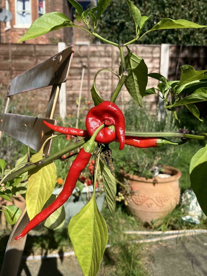Plants Gone Wild: 100 Times Nature Just Couldn't Keep It Together