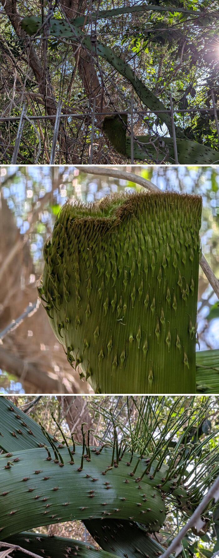 Plants Gone Wild: 100 Times Nature Just Couldn't Keep It Together