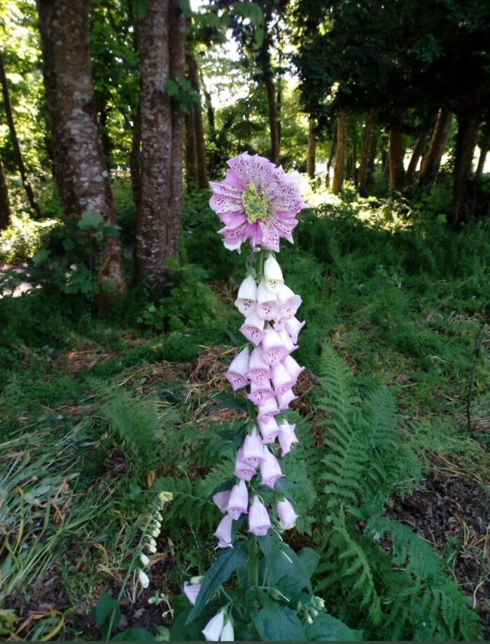 Plants Gone Wild: 100 Times Nature Just Couldn't Keep It Together