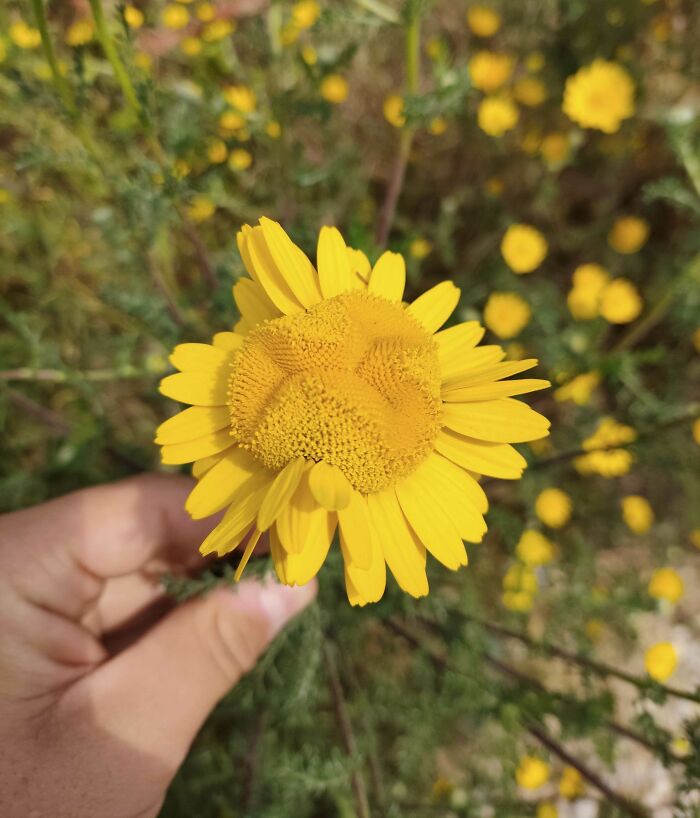 Plants Gone Wild: 100 Times Nature Just Couldn't Keep It Together