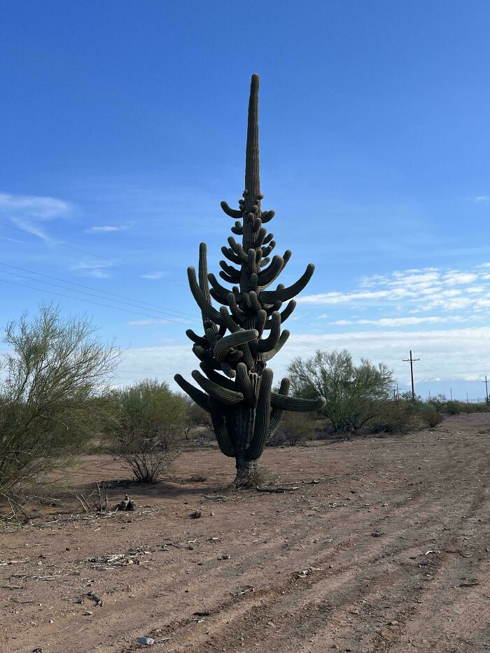 Plants Gone Wild: 100 Times Nature Just Couldn't Keep It Together