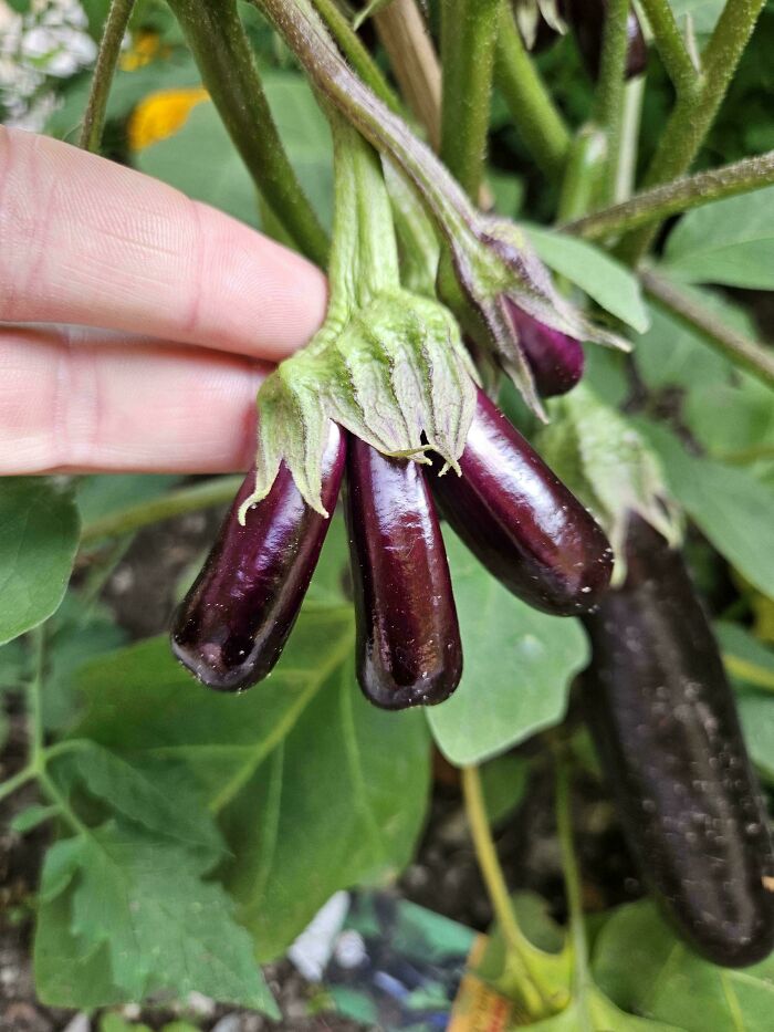 Plants Gone Wild: 100 Times Nature Just Couldn't Keep It Together