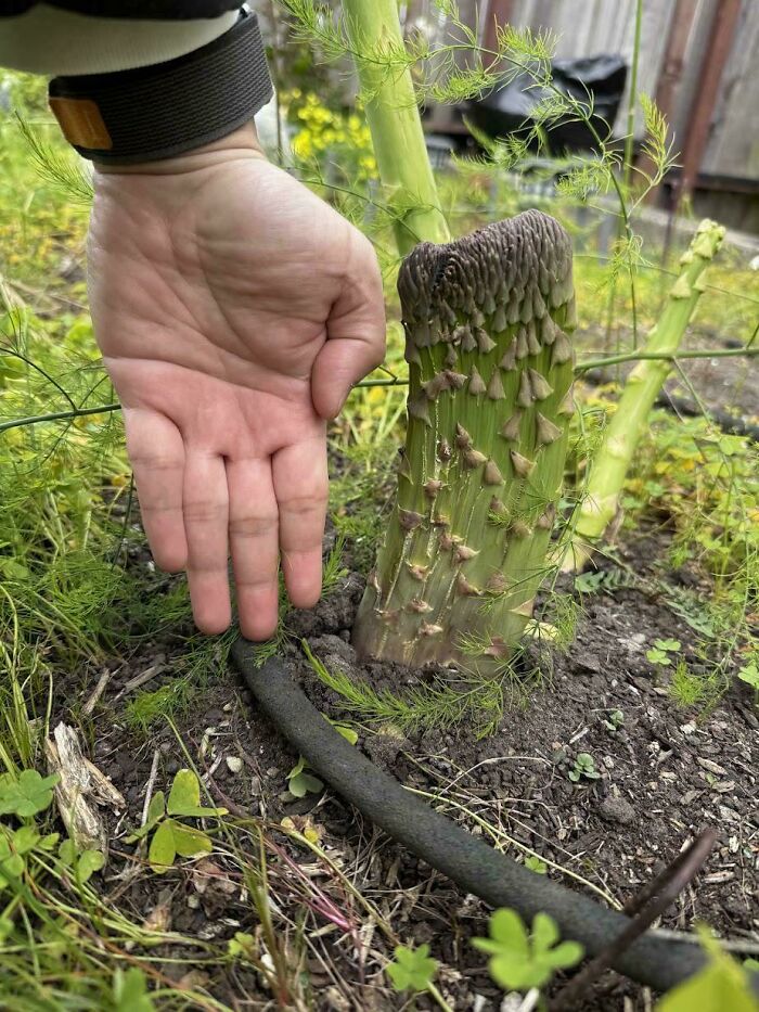 Plants Gone Wild: 100 Times Nature Just Couldn't Keep It Together