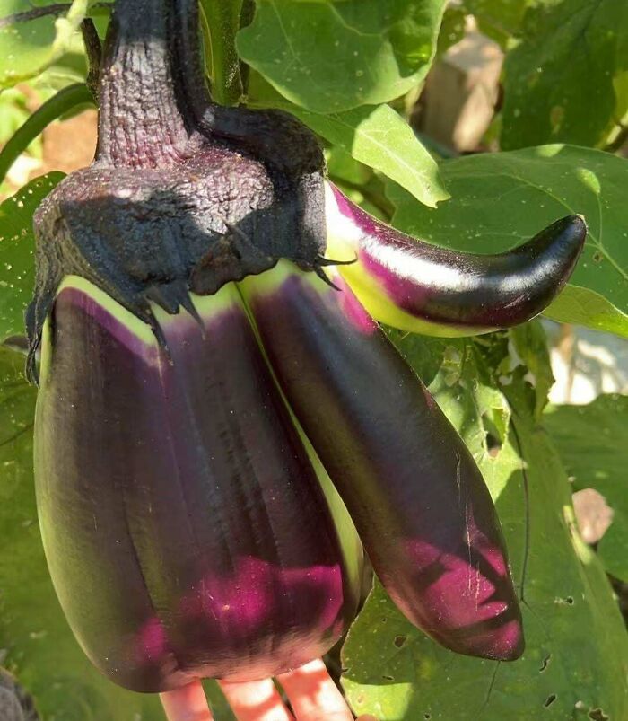 Plants Gone Wild: 100 Times Nature Just Couldn't Keep It Together