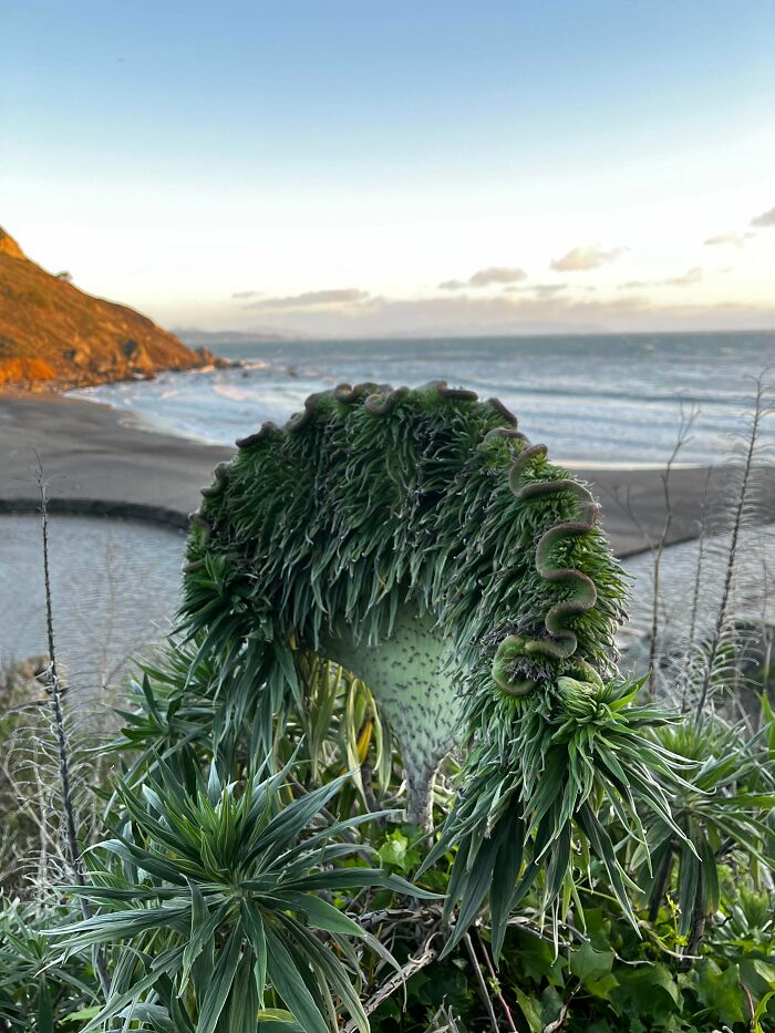 Plants Gone Wild: 100 Times Nature Just Couldn't Keep It Together