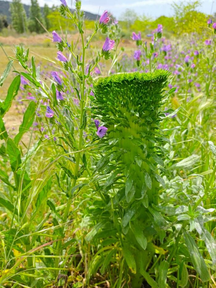 Plants Gone Wild: 100 Times Nature Just Couldn't Keep It Together