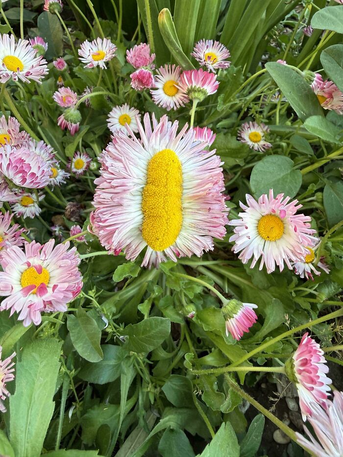 Plants Gone Wild: 100 Times Nature Just Couldn't Keep It Together