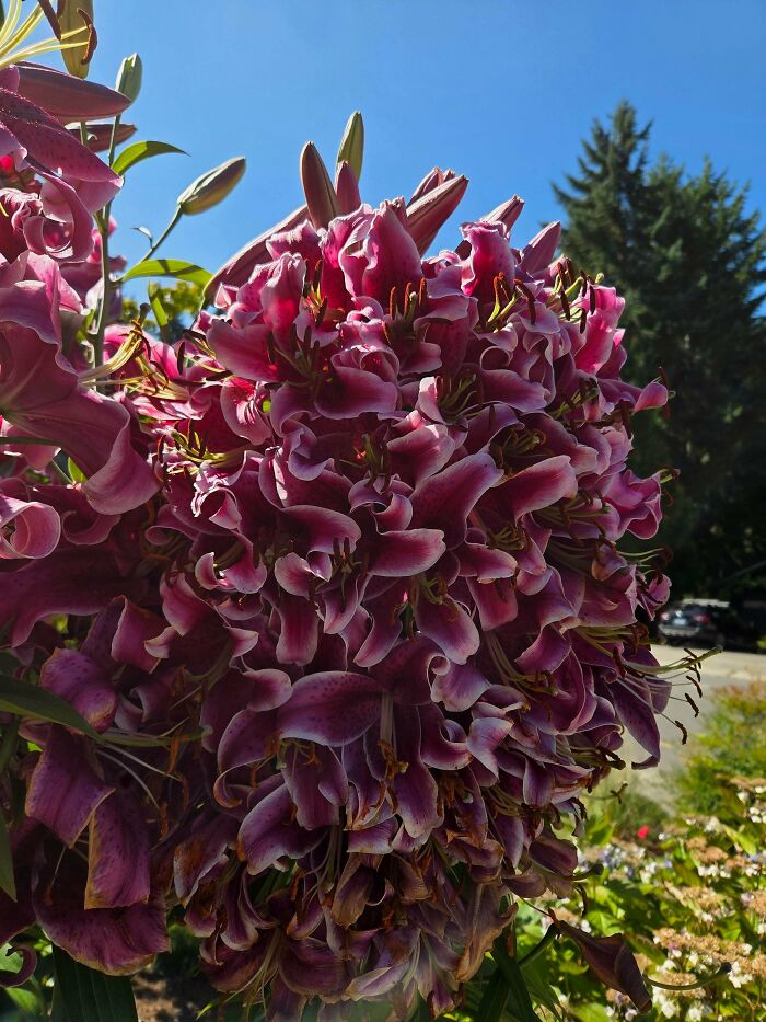 Plants Gone Wild: 100 Times Nature Just Couldn't Keep It Together