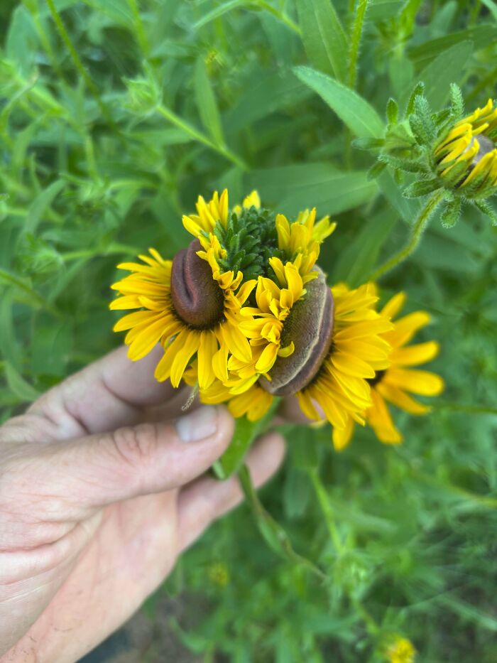 Plants Gone Wild: 100 Times Nature Just Couldn't Keep It Together