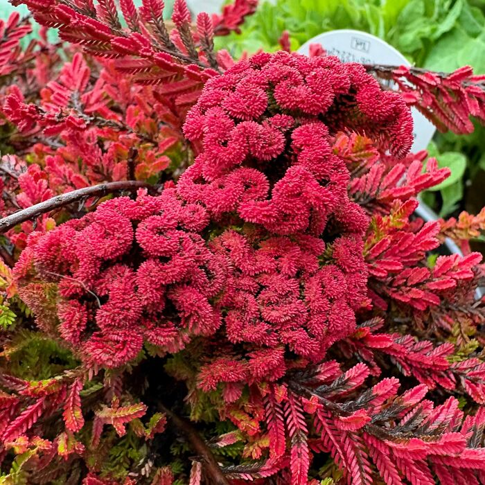 Plants Gone Wild: 100 Times Nature Just Couldn't Keep It Together