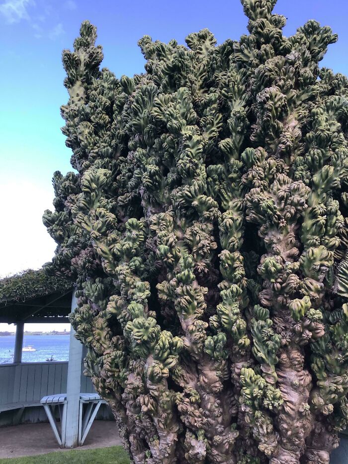 Plants Gone Wild: 100 Times Nature Just Couldn't Keep It Together
