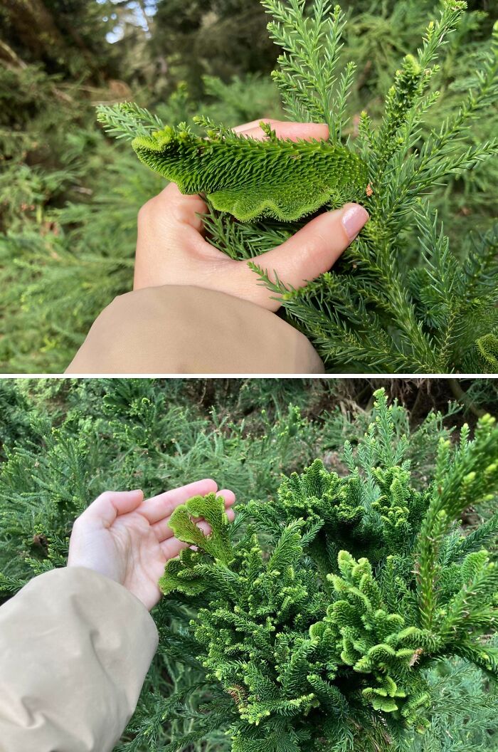 Plants Gone Wild: 100 Times Nature Just Couldn't Keep It Together