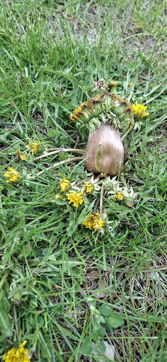 Plants Gone Wild: 100 Times Nature Just Couldn't Keep It Together